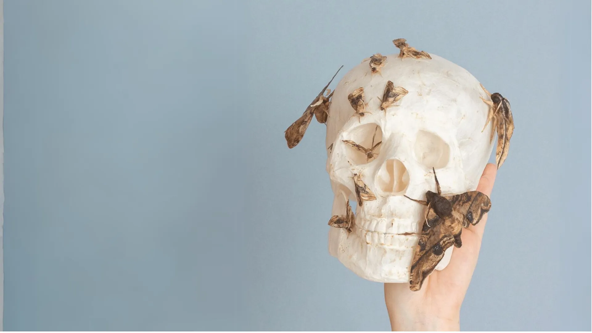 Lina Uchida — 和紙と蛾をモチーフとした立体作品